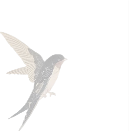 燕子